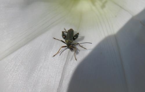 Oedemera flavipes